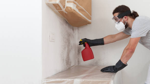 Professional Black Mold Remediation technician working in Hempstead, TX