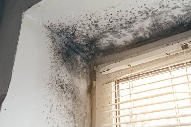 Affordable Black Mold Remediation solutions in Hempstead, TX